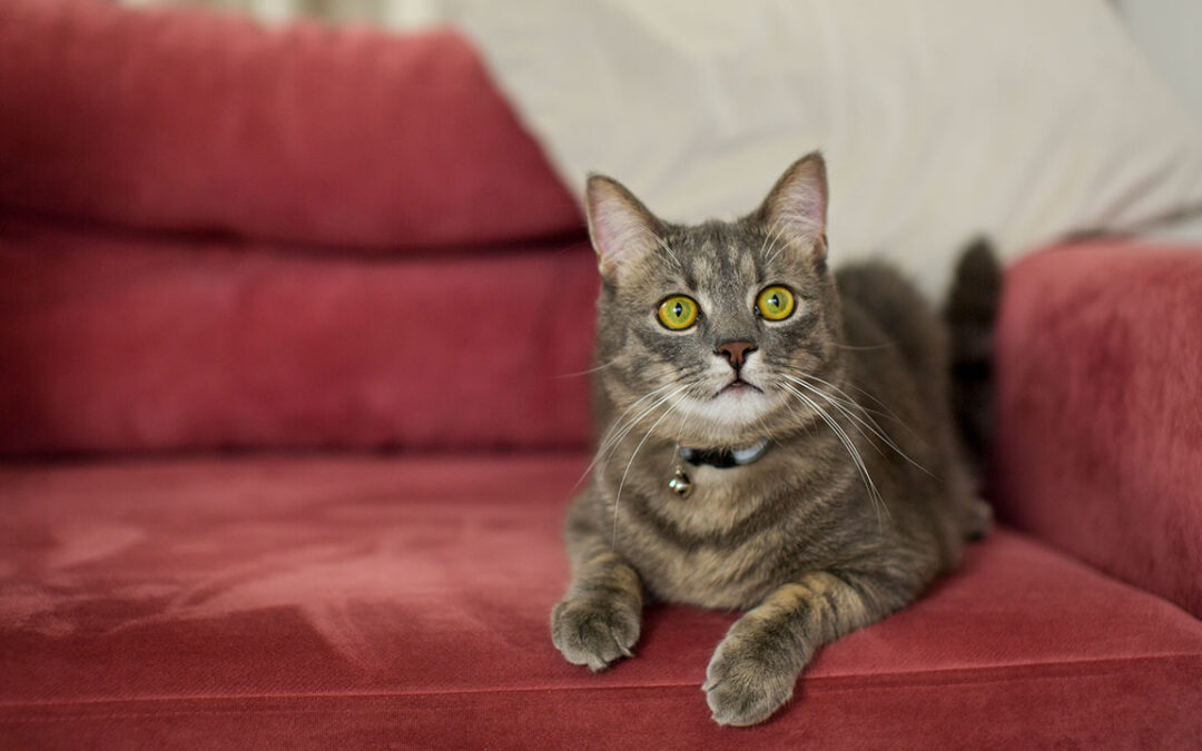 Cómo evitar que tu gato arañe el sofá: consejos prácticos